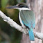 Forest Kingfisher