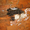 Barn Swallow Nest