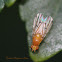 Lauxaniid Fly