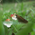 Common Grass Dart