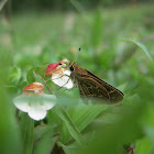 Common Grass Dart