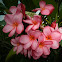 Plumeria