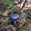 mushroom