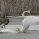 Trumpeter Swan