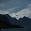 White-tailed eagle