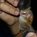 Striped Yellow-eared Bat