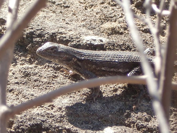 Spotting Image 1