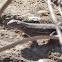Fence Lizard