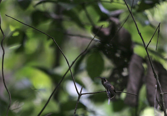Spotting Image 1