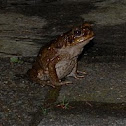 Bufo Frog