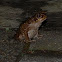 Bufo Frog