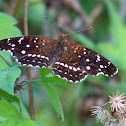 Southwest Texan Crescent