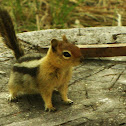 Golden Mantle squirrel