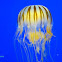 Chrysaora melanaster