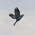 Eurasian Collared Dove