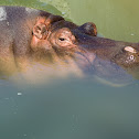 Hippopotamus