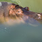 Hippopotamus