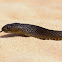 Western Brown Snake