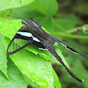 Green Dragontail