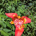 Lirio Tigrida Pavonia