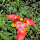 Plantas en Guatemala Departamento