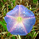 Blue morning glory