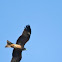 Black Kite