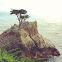 Cypress