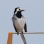 White Wagtail; Lavandera Blanca