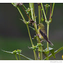 American Goldfinch