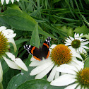 Red Admiral