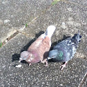 Pigeon