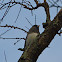 Dark-eyed junco