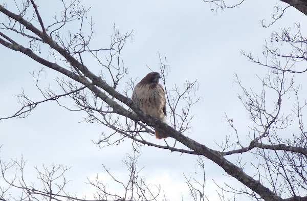 Red-tailed Hawk | Project Noah