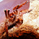 King Baboon Tarantula