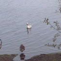 Goose
