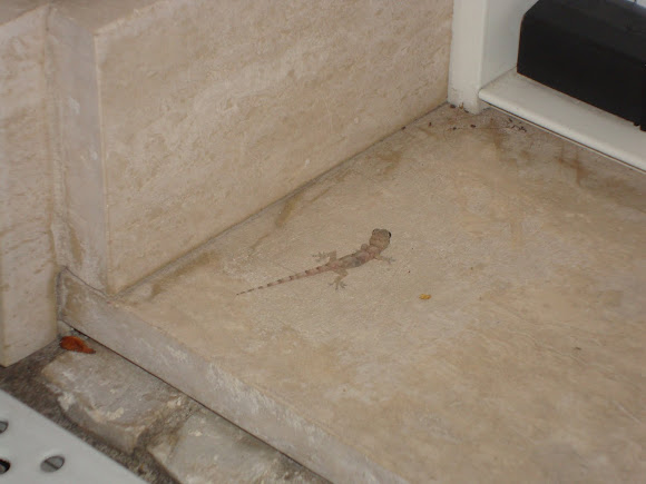 Spotting Image 1