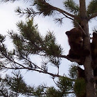Calfornia Black Bear