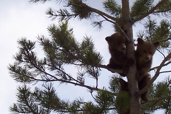 Spotting Image 1