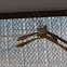 Plume Moth