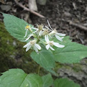 White wood aster