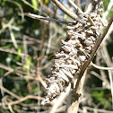 Bagworm