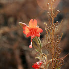 California Fucshia