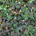 Creeping wood sorrel