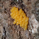 Ladybug Eggs