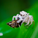jumping spider
