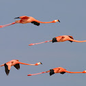 American flamingo