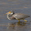 Tricolored Heron