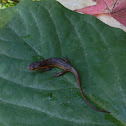 Eastern newt