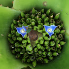 Mutuca
